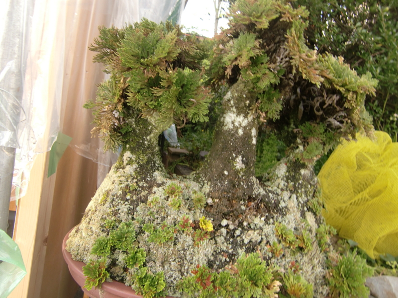 f:id:suzukimasa:20110504163458j:image