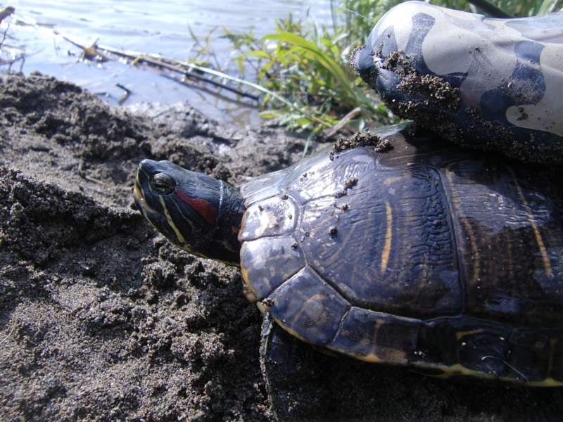 f:id:suzukimasa:20110511155220j:image