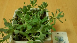 f:id:suzukko519:20160926150640j:image f:id:suzukko519:20160926150640j:image