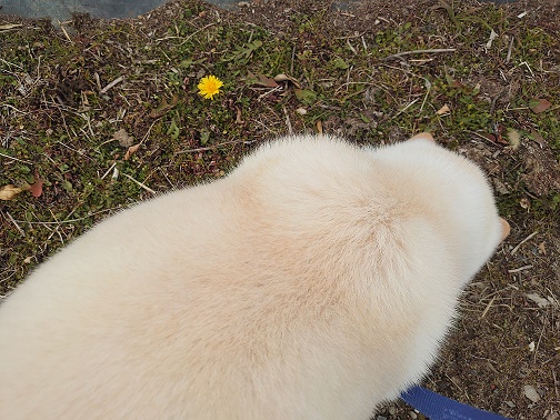 f:id:suzukoessay:20220225144224j:plain