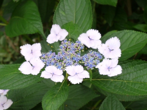 f:id:suzukokage:20140617142605j:plain