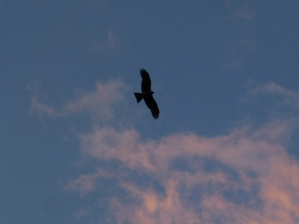 f:id:suzukokage:20141119164418j:plain