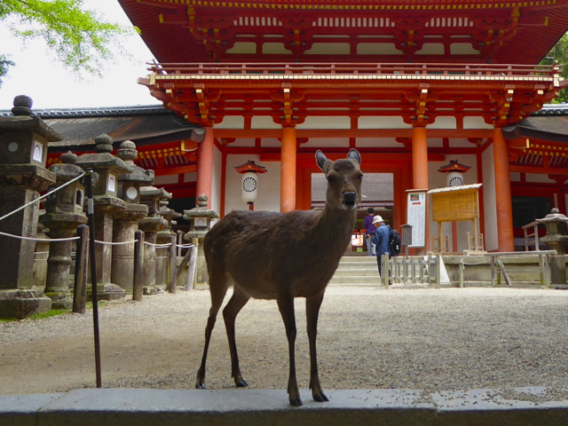 f:id:suzukokage:20150507101001j:plain