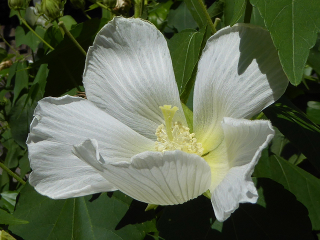 f:id:suzukokage:20150805152825j:plain