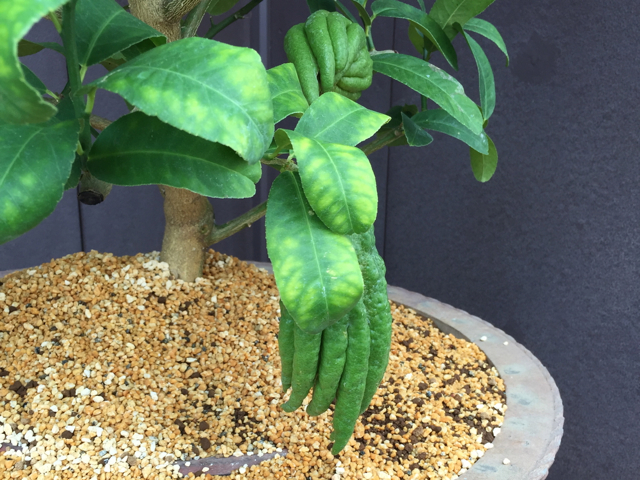 f:id:suzukokage:20150920131246j:plain