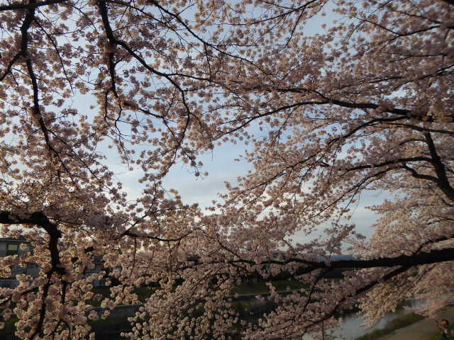 f:id:suzukokage:20160406174911j:plain