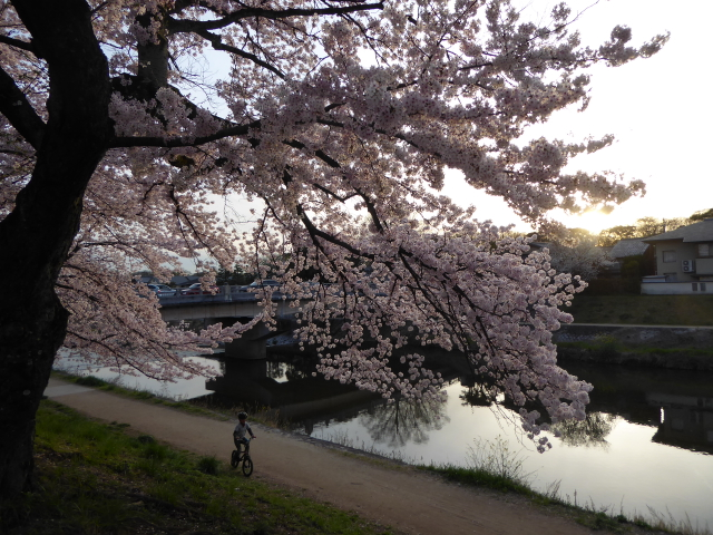 f:id:suzukokage:20160406175540j:plain