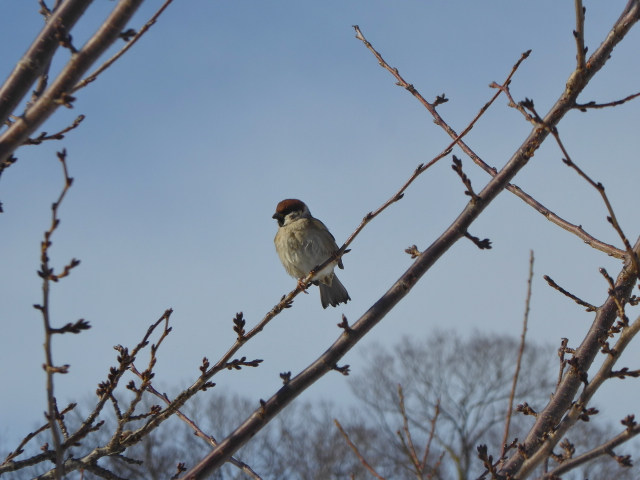 f:id:suzukokage:20170116140358j:plain