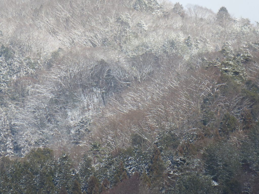 f:id:suzukokage:20180127144224j:plain