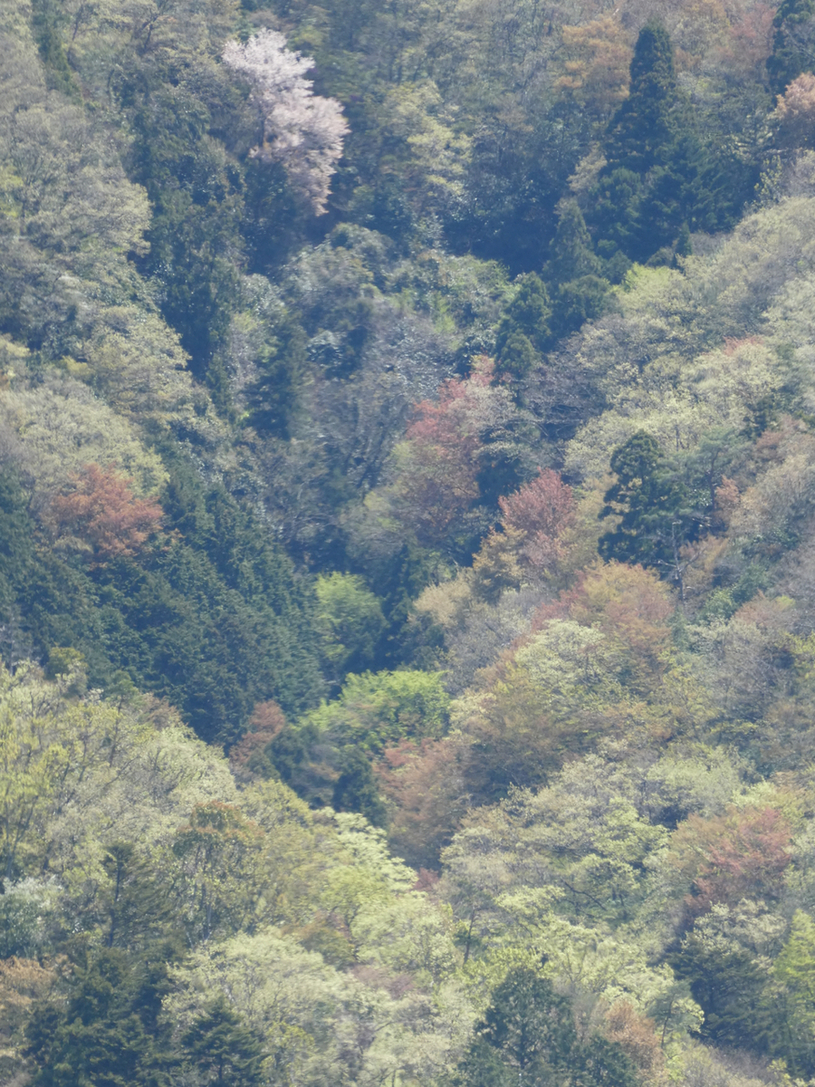 f:id:suzukokage:20190420113301j:plain