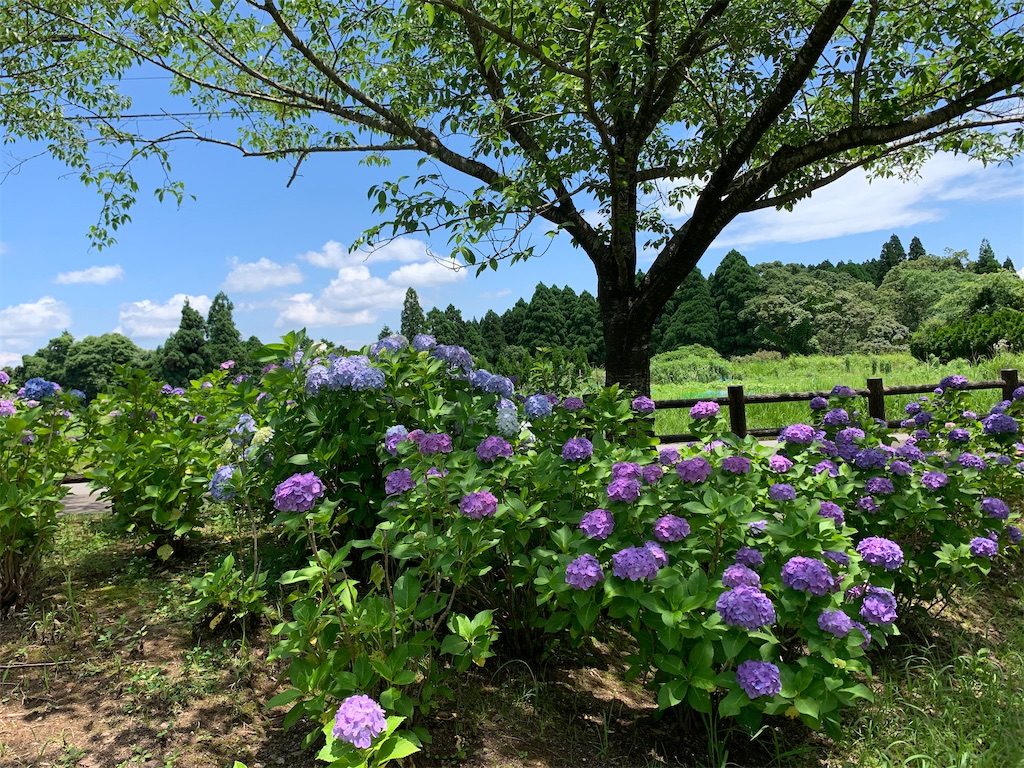 f:id:suzukousyunn:20200622183135j:image