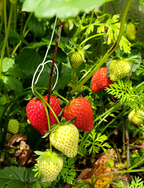 f:id:suzumame:20210424183906j:plain