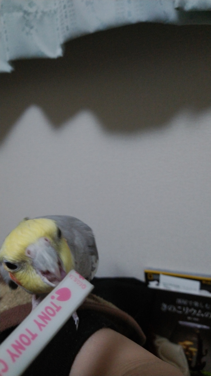 f:id:suzume75:20191122214346j:plain