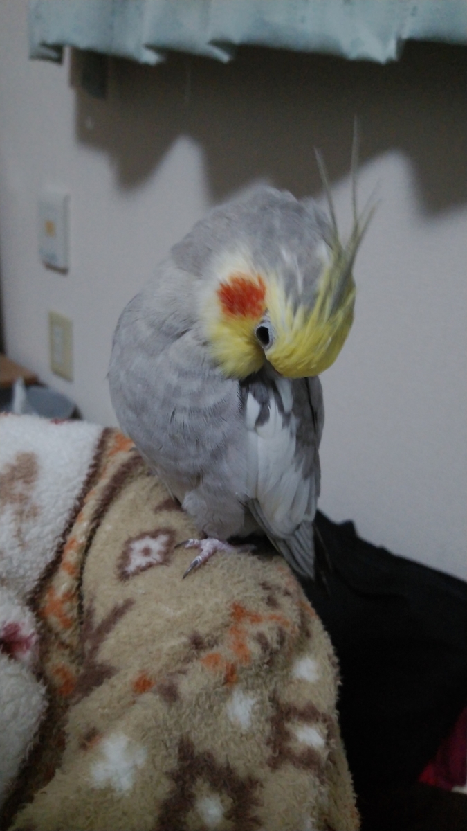 f:id:suzume75:20191122215115j:plain