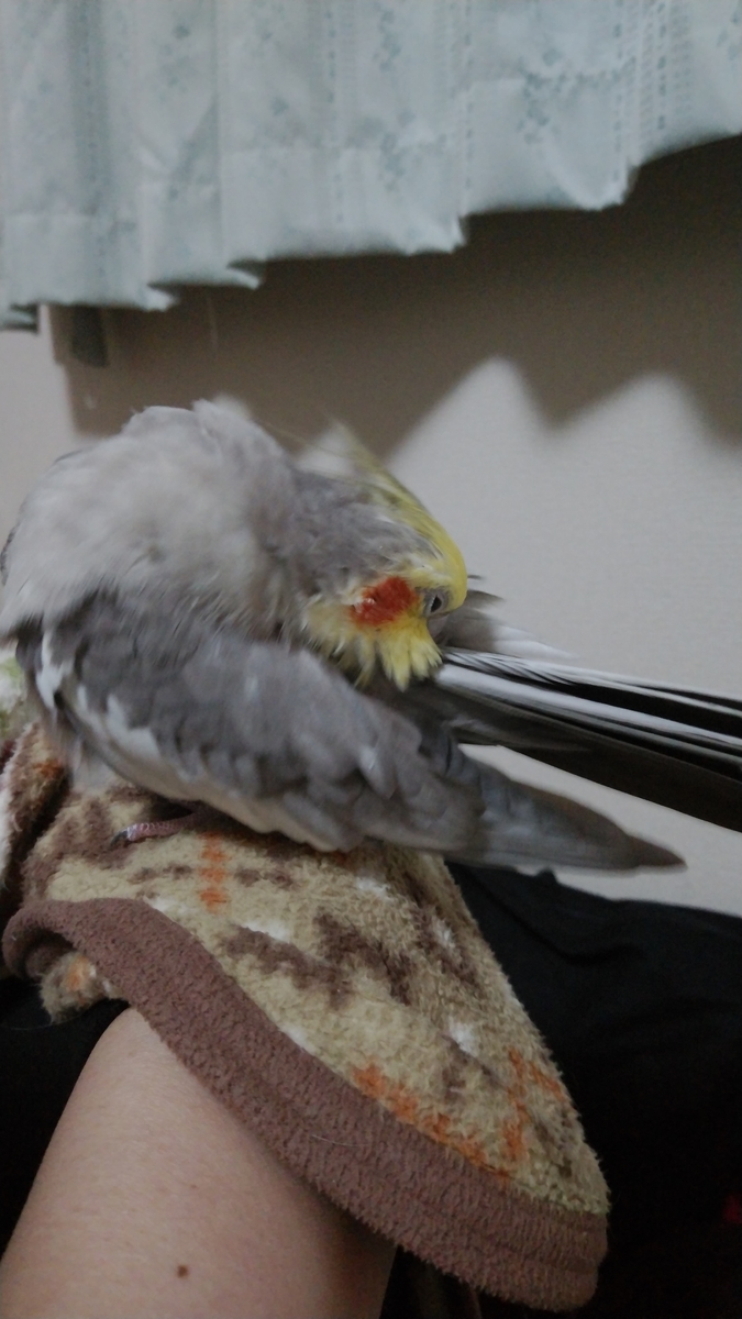 f:id:suzume75:20191122215526j:plain