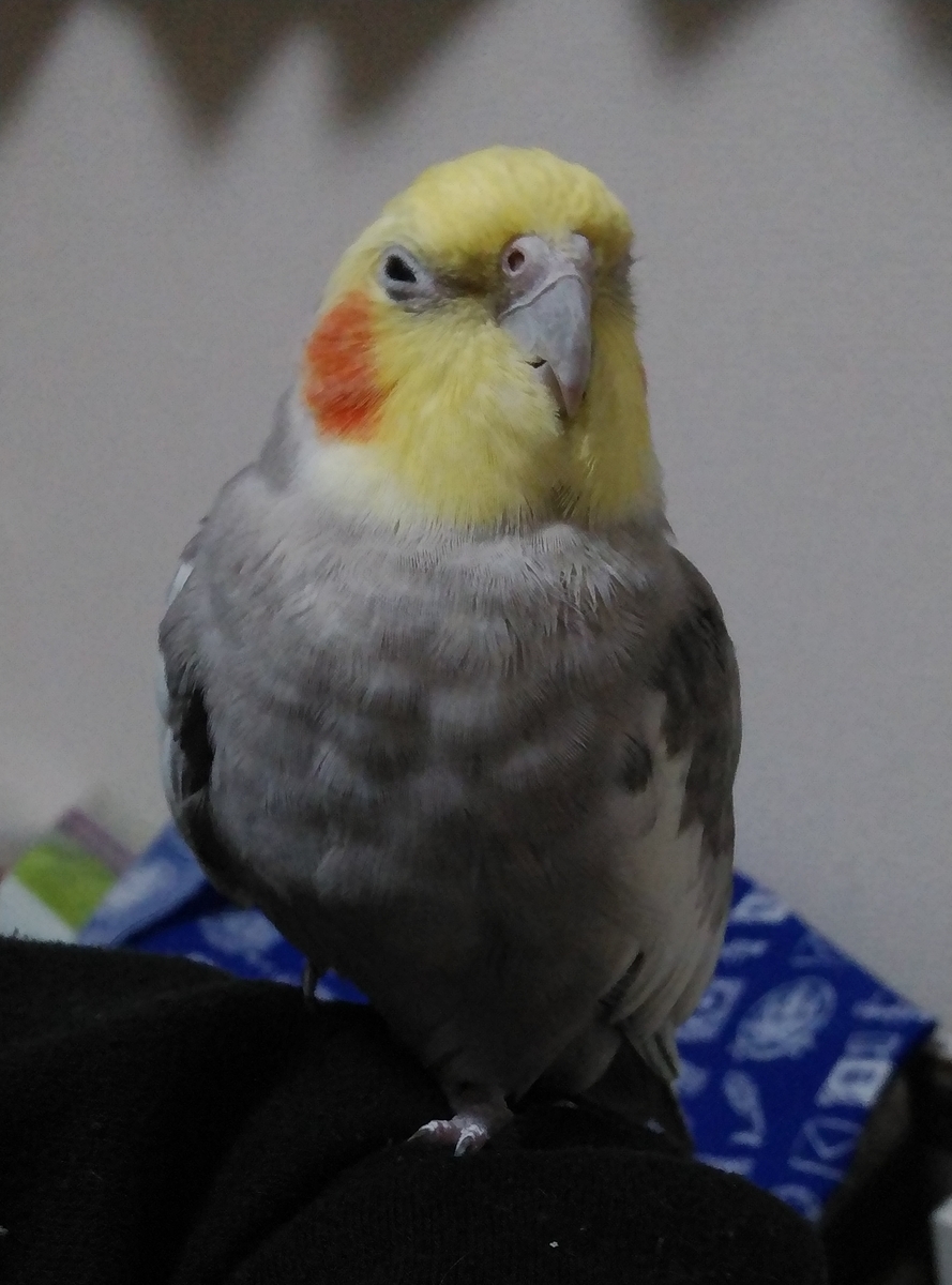 f:id:suzume75:20191202222817j:plain