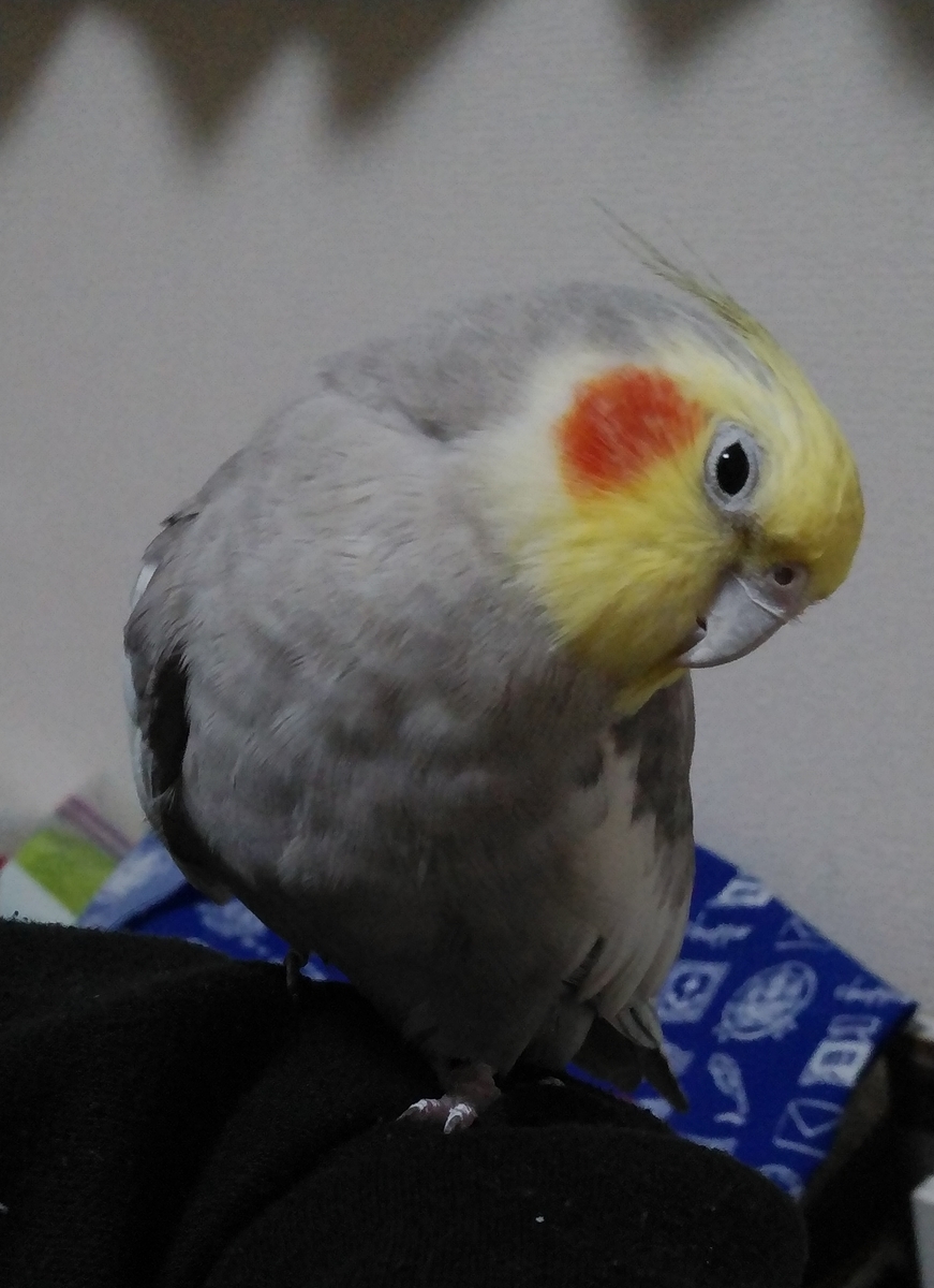 f:id:suzume75:20191202222819j:plain