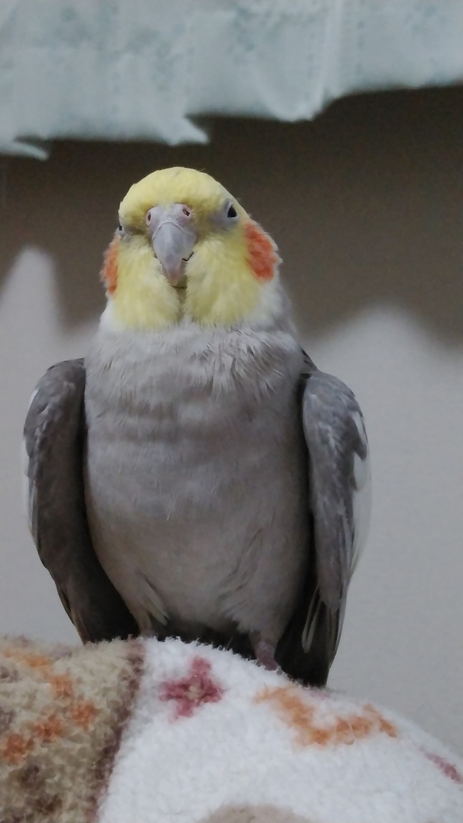 f:id:suzume75:20191204211229j:plain
