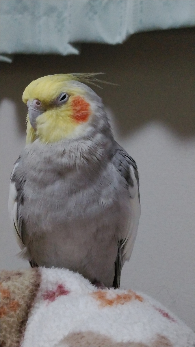 f:id:suzume75:20191204211530j:plain