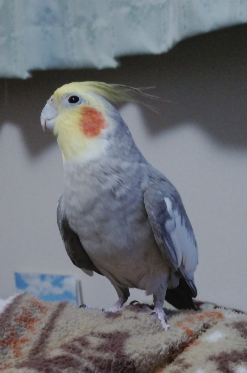 f:id:suzume75:20191208213410j:plain