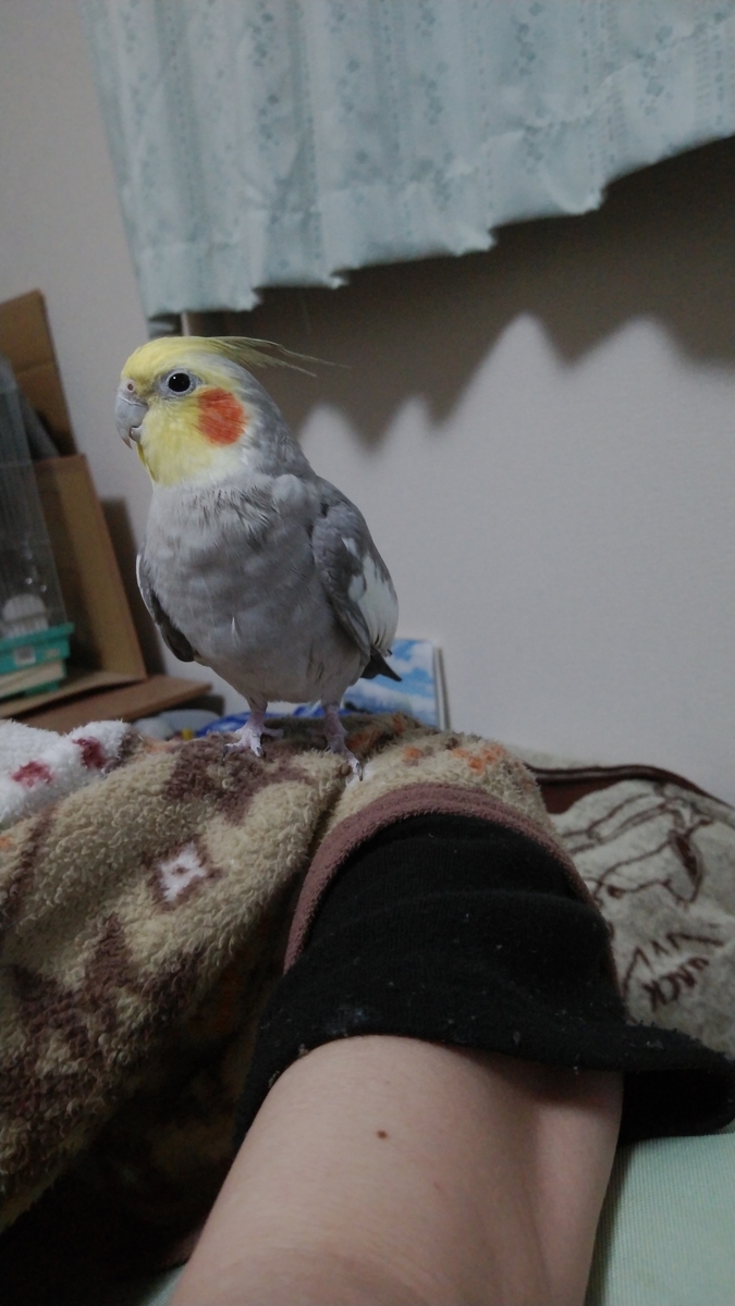 f:id:suzume75:20191209214945j:plain