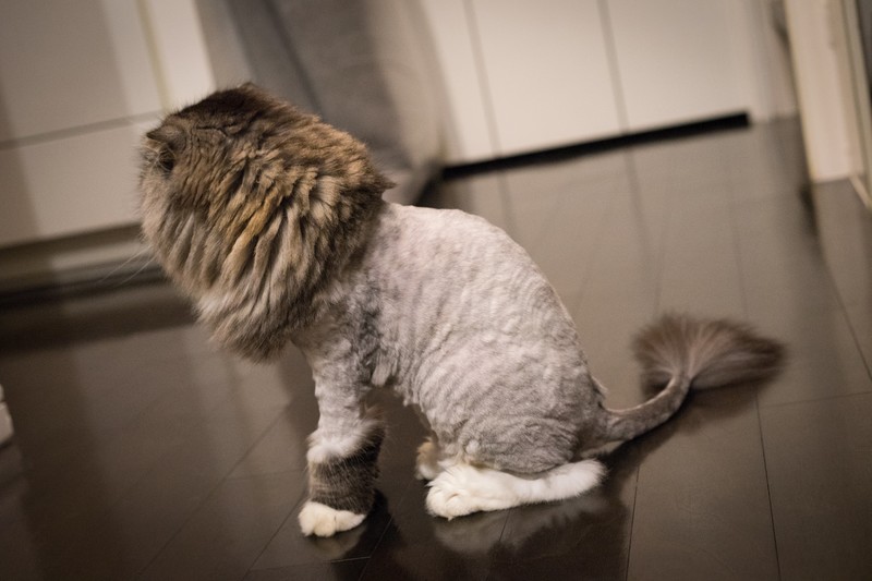 f:id:suzumesuzume:20180529141015j:plain f:id:suzumesuzume:20180529141015j:plain