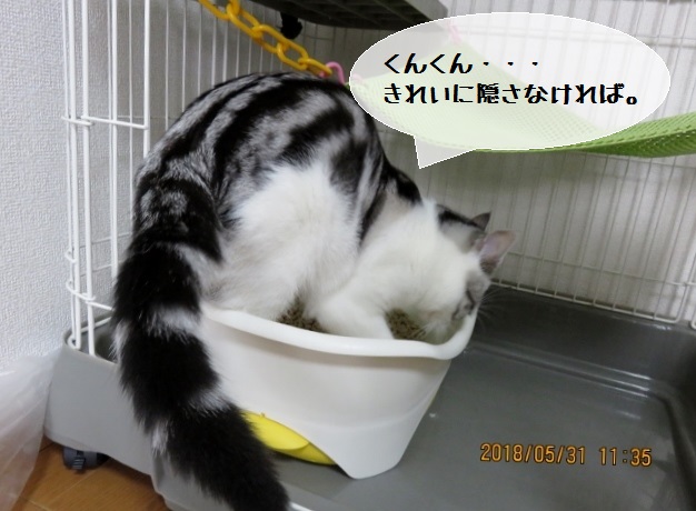 f:id:suzumesuzume:20180531181650j:plain