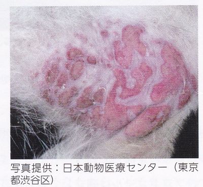 f:id:suzumesuzume:20180621155610j:plain f:id:suzumesuzume:20180621155610j:plain