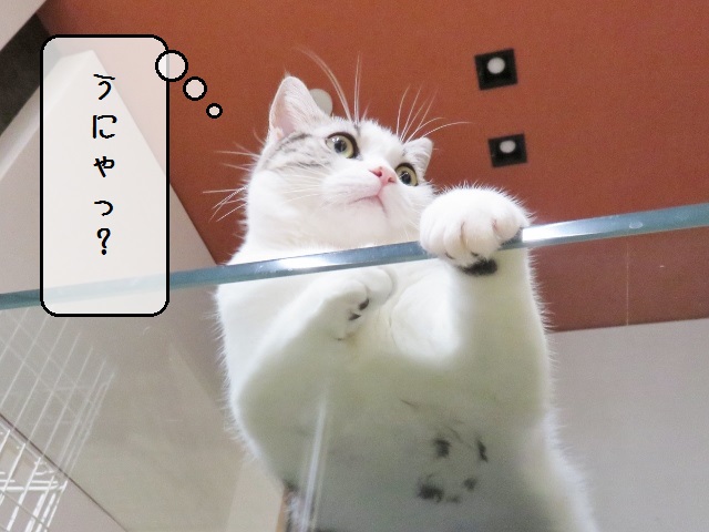 f:id:suzumesuzume:20180718211257j:plain