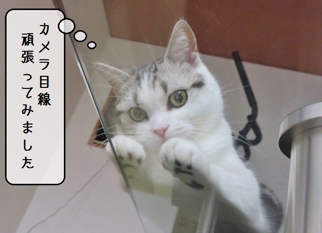 f:id:suzumesuzume:20180718211412j:plain