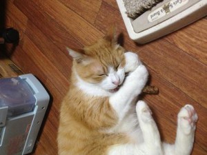 f:id:suzumesuzume:20180719171057j:plain