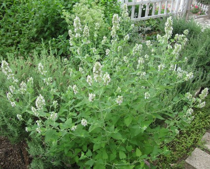 f:id:suzumesuzume:20180719171121j:plain