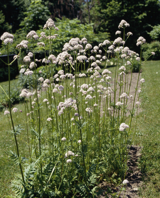 f:id:suzumesuzume:20180719171142j:plain