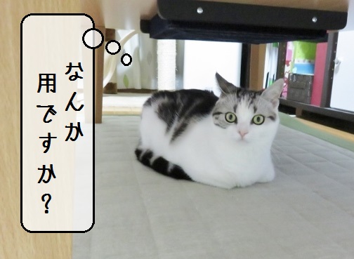 f:id:suzumesuzume:20180720154103j:plain f:id:suzumesuzume:20180720154103j:plain