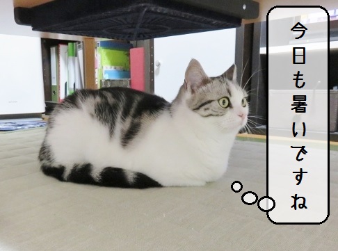 f:id:suzumesuzume:20180720154131j:plain f:id:suzumesuzume:20180720154131j:plain