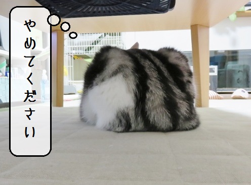 f:id:suzumesuzume:20180720154329j:plain f:id:suzumesuzume:20180720154329j:plain