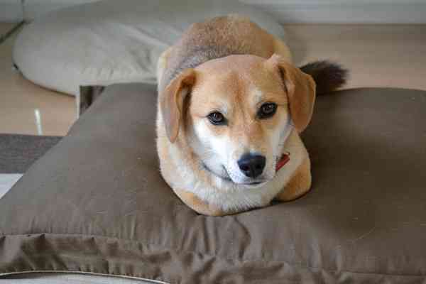 f:id:suzumesuzume:20180720154859j:plain f:id:suzumesuzume:20180720154859j:plain