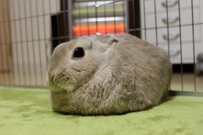 f:id:suzumesuzume:20180720154915j:plain f:id:suzumesuzume:20180720154915j:plain