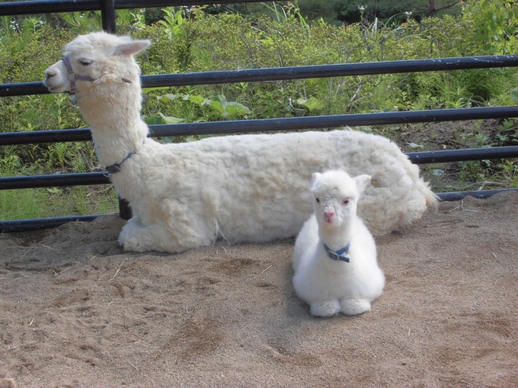 f:id:suzumesuzume:20180720160200j:plain f:id:suzumesuzume:20180720160200j:plain