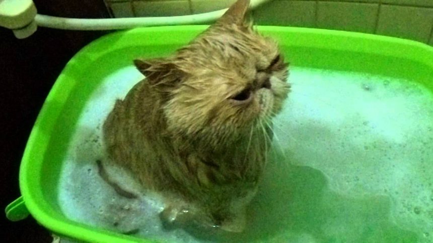 f:id:suzumesuzume:20180723143202j:plain f:id:suzumesuzume:20180723143202j:plain