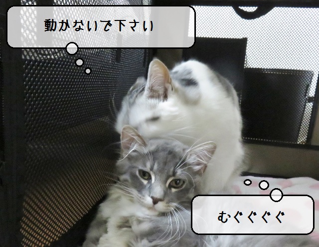 f:id:suzumesuzume:20180830162315j:plain