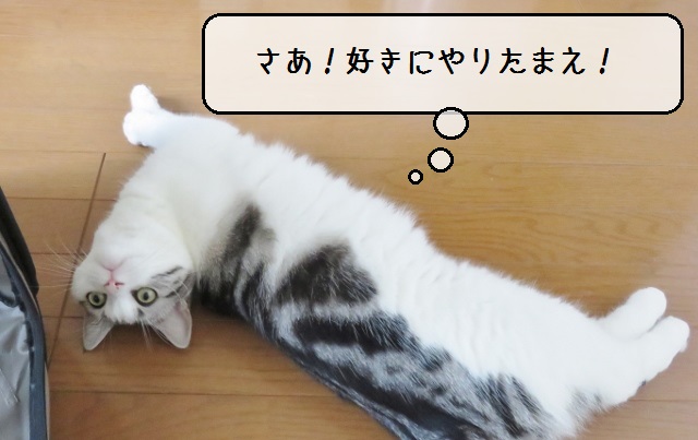 f:id:suzumesuzume:20180929160244j:plain f:id:suzumesuzume:20180929160244j:plain