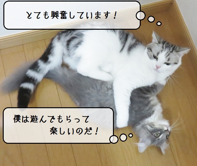 f:id:suzumesuzume:20181001143529j:plain f:id:suzumesuzume:20181001143529j:plain