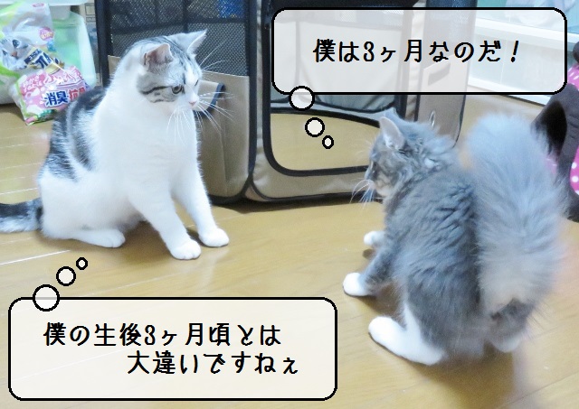f:id:suzumesuzume:20181004204228j:plain