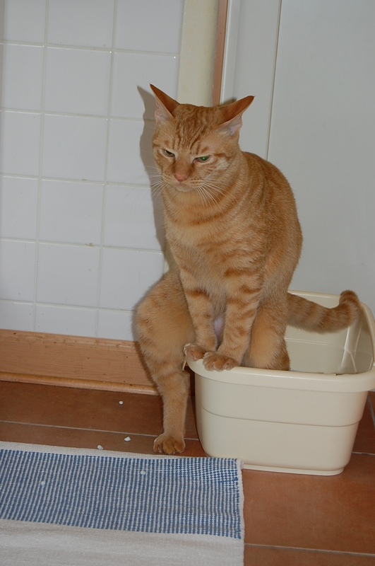 f:id:suzumesuzume:20181030161813j:plain