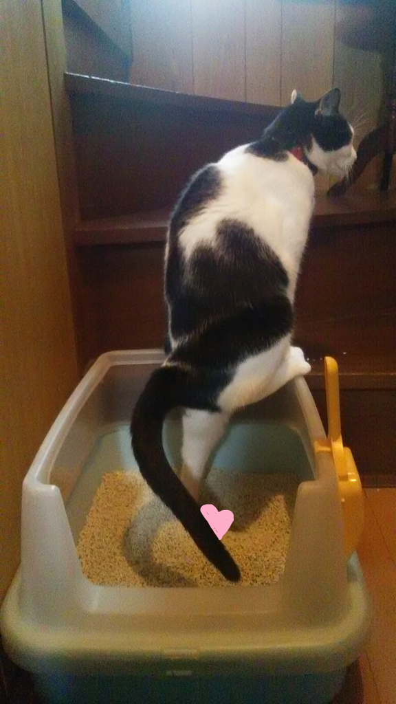 f:id:suzumesuzume:20181030161832j:plain