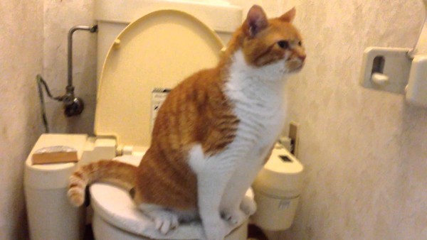 f:id:suzumesuzume:20181030161851j:plain