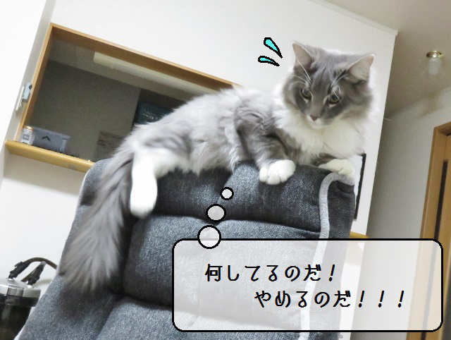 f:id:suzumesuzume:20181113152000j:plain f:id:suzumesuzume:20181113152000j:plain