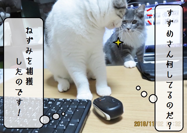 f:id:suzumesuzume:20181114145541j:plain