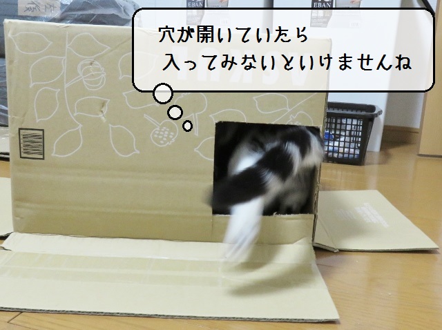 f:id:suzumesuzume:20181129005149j:plain